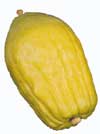 Sukkah and Lulav/Esrog info